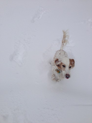 Bromont running around in Vincent's backyard before we drove up to the mountains.  It was nearly chest deep for him.