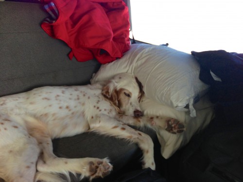 I'm jealous of this dog's ability to sleep.
