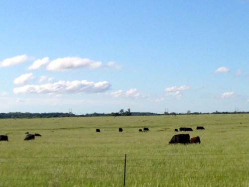 It's rained so much here that the cattle are standing in belly deep grass.  Should be a good year for cattle.