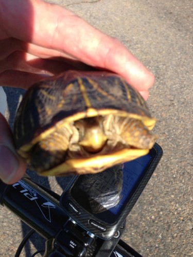 I picked up 3 or 4 turtles today off the road.  It was a turtle slaughter by automobiles the last couple days.  Snakes too.  Whenever it rains a ton, those guys look for high, dry ground, which ends up being the road.  It isn't pretty.