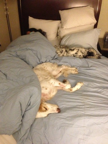 How I found my bed when I got back to the hotel room after walking at 2 am.  Normal deal, no room for Steve.
