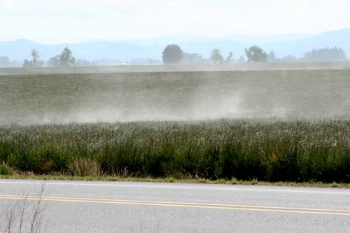 After looking at the comments about gnats, it got me wondering.  So, I did a Google search and there are lots of photos like this of blowing grass pollen.