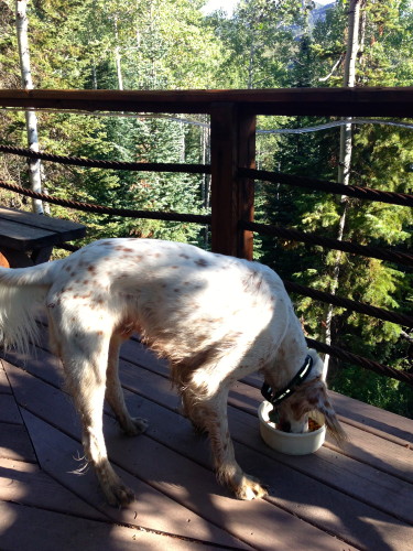 Bromont ran around in the mountains for 3 hours this morning.  He would only stop to refuel, but was gone again instantly.