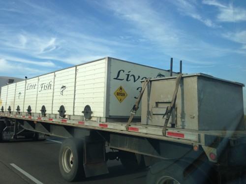 We saw this fish truck in Iowa on the way up.