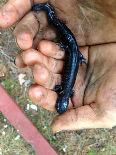 This guy was under a log.  George's son, Dania, is keeping it for a bit, then releasing it.