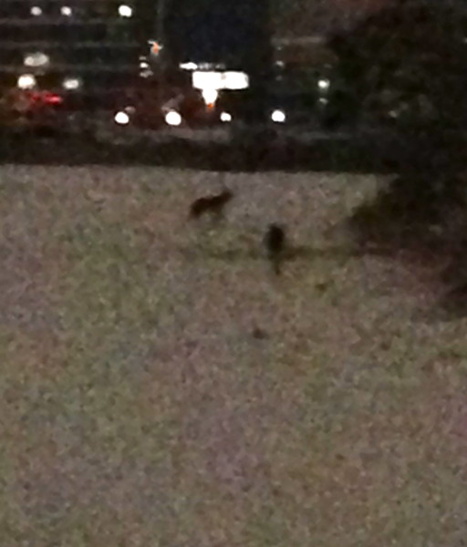 This is a photo from last night of two coyotes.  Bromont chased after them and then one keep running and the other ran into the brush.  Pretty soon Bromont was running back towards me and both of the coyotes were chasing him.  I though they were trying to kill him.  But when they stopped and Bromont was back with me, they started playing.  Jumping on top of one another and wrestling.  They didn't seem much concerned about me.  I enjoyed the whole experience.