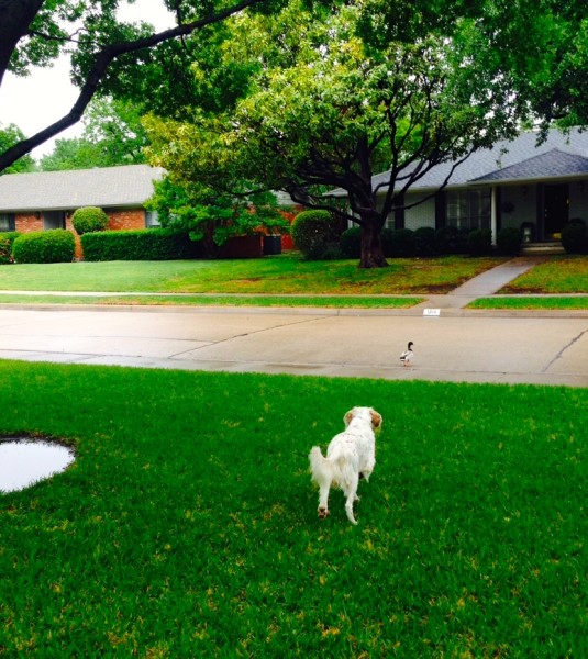 Bromont was chasing a duck through the neighborhood.