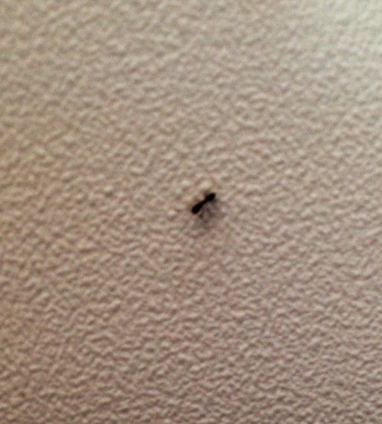 This ant was crawling around the plane.  I wonder where it started and if it will ever see its home again.  Maybe the plane is its home.