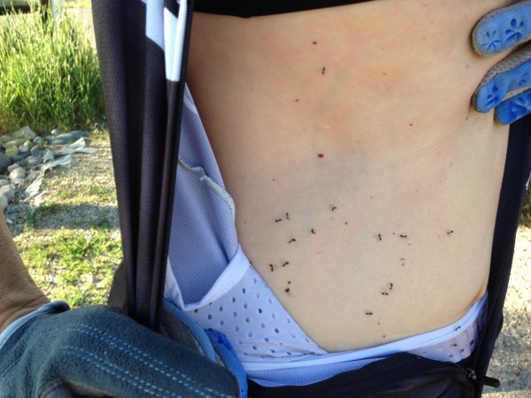 We rode through a ton of gnats yesterday.  This is Katie's stomach when we stopped.