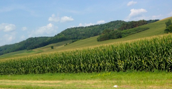 A lot of corn.