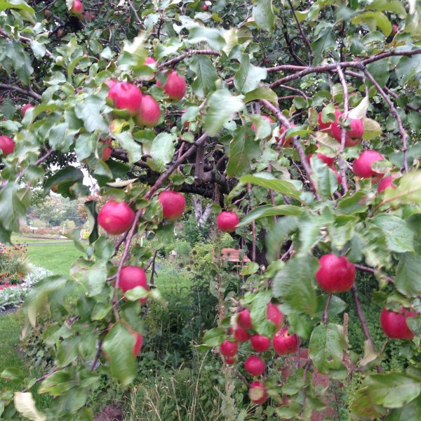 There were apples everywhere there.  Oct. 4-5 is the Apple Festival up there.
