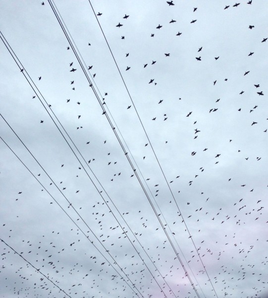 The birds are gathering to migrate.