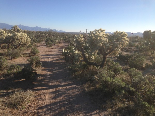 This is pretty representative of what a lot of the course looks like.  Lots of cactus hanging over the trail.  It flows pretty well, but it's a little tight for some many people.