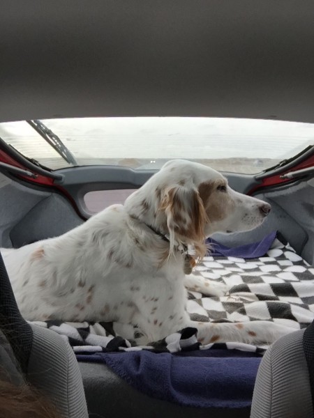Bromont likes riding around in the back of the Honda Insight.
