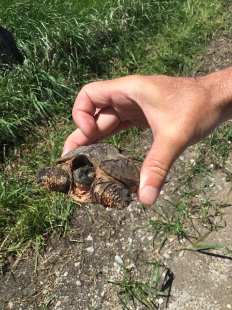 We moved a couple turtles yesterday.  This was the first snapping turtle I've encountered that wasn't as mean as hell.  The one earlier, bit through a 2 inch stick I was using to push it off the road.