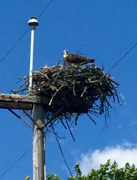 I saw this and thought it was a Bald eagle, but it turned out to be an Osprey.