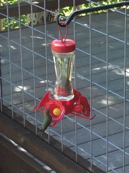 I've been feeding the hummingbirds up here in the mountains.  They are very hungry.