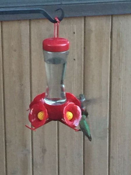 I'm a little worried about the hummingbirds when I leave.  They eat nearly a whole feeder a day now.