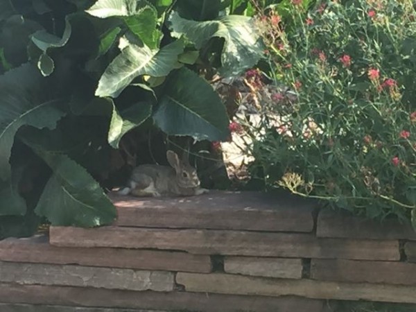 This rabbit hangs out next to Vincent's house.  He is nearly tame, until Jack comes out, then he runs.