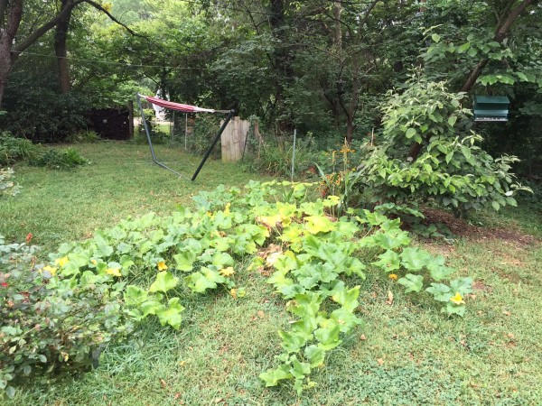 This volunteer pumpkin plant started underneath the bird feeder and I guess Kris decided to let it grow. It has a few pumkins on it, so it will be fun seeing if there is enough time for them to grow fully.