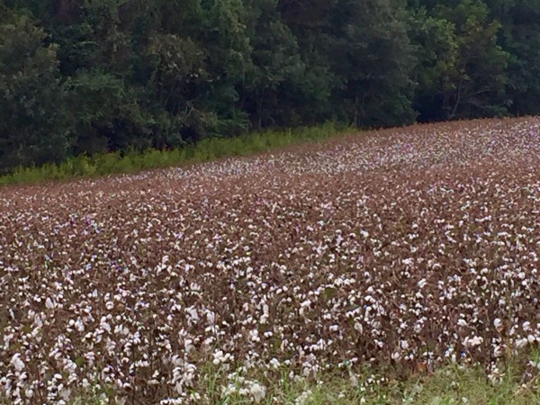 It is strange riding around cotton fields. Looks like it is just about time to pick it. 