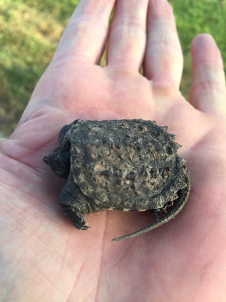 I found this little snapper yesterday on the ride.  I'm not too big on Snapping turtles, but this guy was cute.  I took him to a creek.