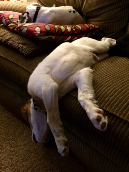 Tucker likes sleeping with his head hanging.