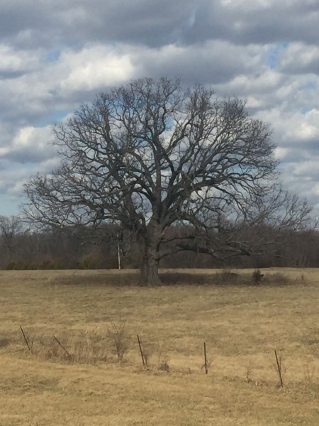 An beautiful old tree I spotted trying warm down in 40 mph winds.