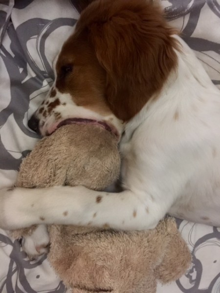 Tucker usually falls asleep with his rabbit in his mouth.