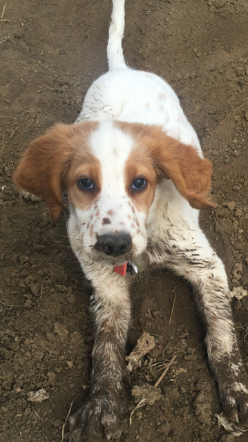 Tucker doesn't mind getting a little muddy.
