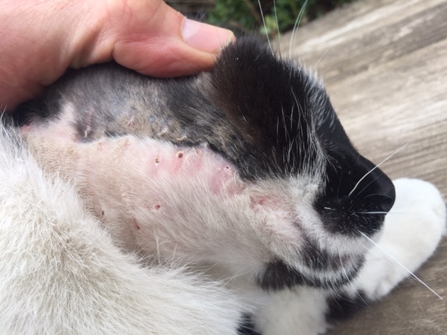 Did a little stitch removal on Kula. He got in a bad cat fight and it got an abscess. 