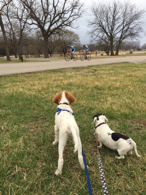 Tucker and Frankie watching the criterium on Saturday.