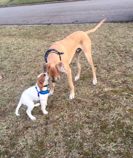 Tucker had a play day yesterday with Diesel.  Initially, he was good, then got a little intimidated by Diesel's size.  He eventually got better.