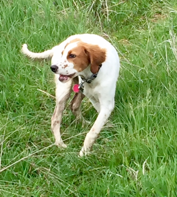 Tucker is getting more agile by the day.  He is super fast and very quick, even compared to last week.