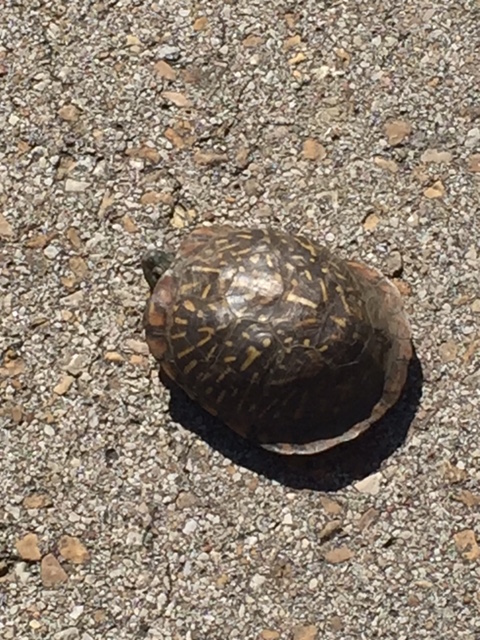 I moved two turtles yesterday out of the road. This box turtle, then a green turtle later.