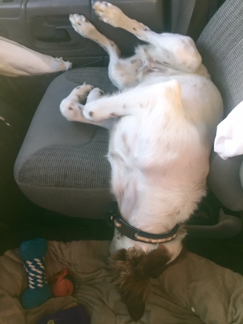 Tucker was pretty beat from hanging at the races the last two days. He found some pretty strange sleeping positions on the way out.