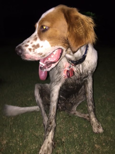 Tucker came back a tad dirty last night on the walk.