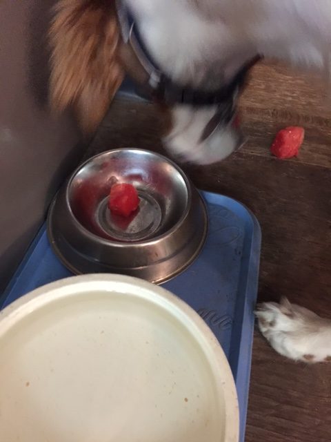 Tucker ate a bowl full of watermelon yesterday.  He dropped the first piece on the floor, then ate the rest and came back for the initial piece.  I've never had a dog that would eat so much weird stuff as he does.