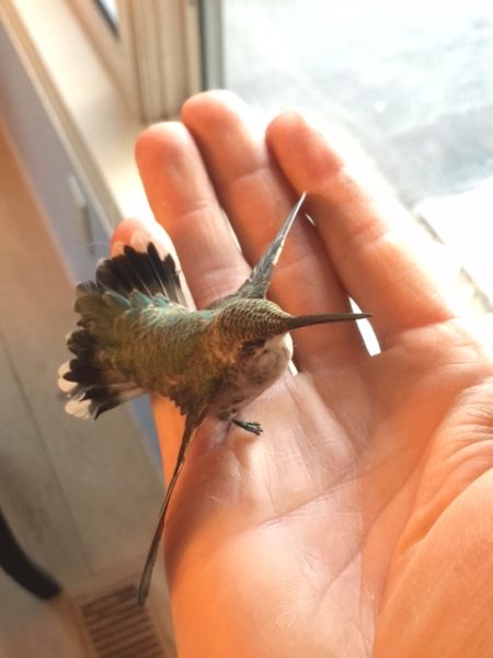 Hummingbird in the house.