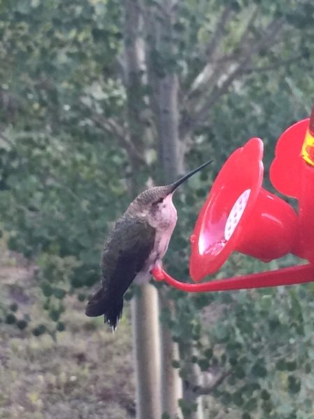 Then at the feeder.
