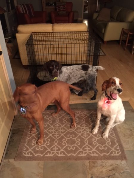 Jack, Nic and Tucker waiting for the walk last night.