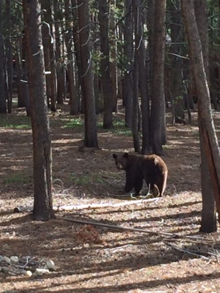 This bear was hanging out at the house in Leadville.  We kept the dogs inside.