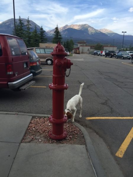Tucker was interested in this huge fire hydrant outside the Starbucks in Silverthorne.  It cracks me up.  