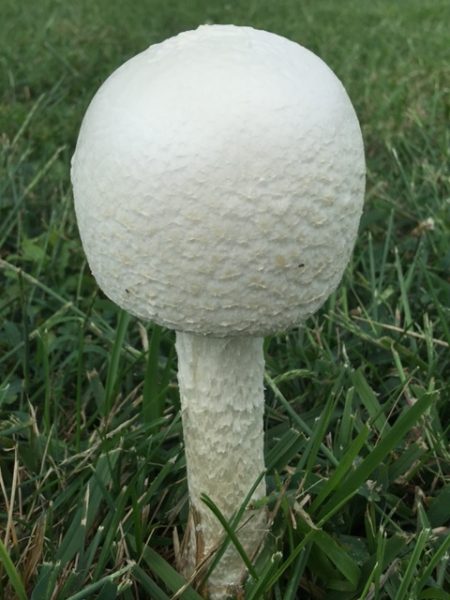 I saw this mushroom in the park yesterday.  It popped up over night I think.  I is very beautiful.