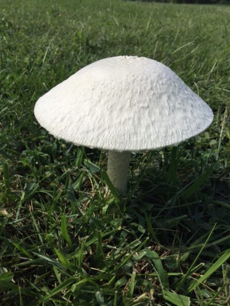 The mushroom from yesterday opened up.