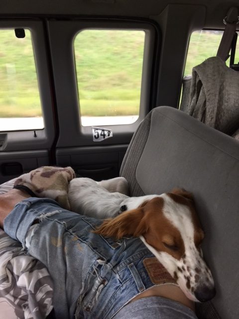 Tucker was pretty clingy when Bill was driving up to Cable a couple days ago.
