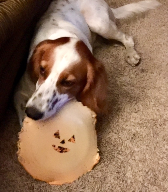 Tucker likes to rip up most of his toys.  I gave him this frisbee yesterday.  It is short for this world.