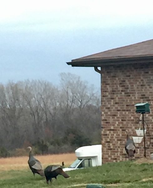 These turkeys were walking around at Catherine's mom's place. I almost always see wild turkeys on Thanksgiving Day. I wonder why that is?