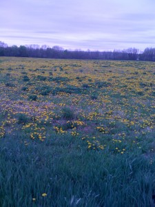 One of 10000 dandelion fields.