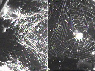 Spider Web in Space | Steve Tilford